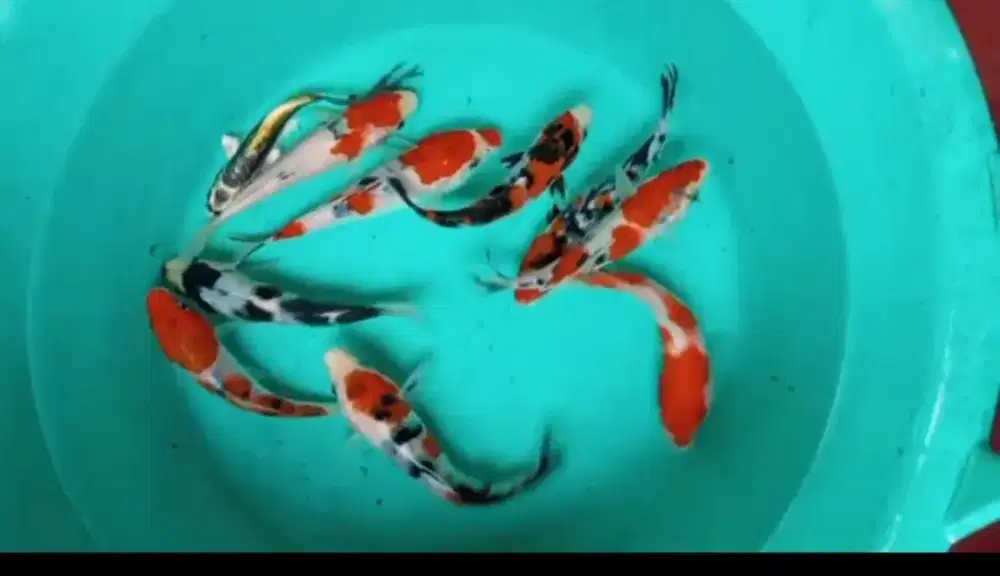Dijual paket koi 10ekor size-+12-13cm