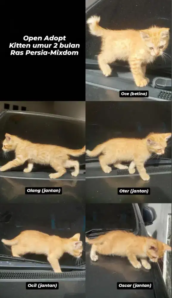 Kucing Kitten Persia Mixdom usia 2 bulan