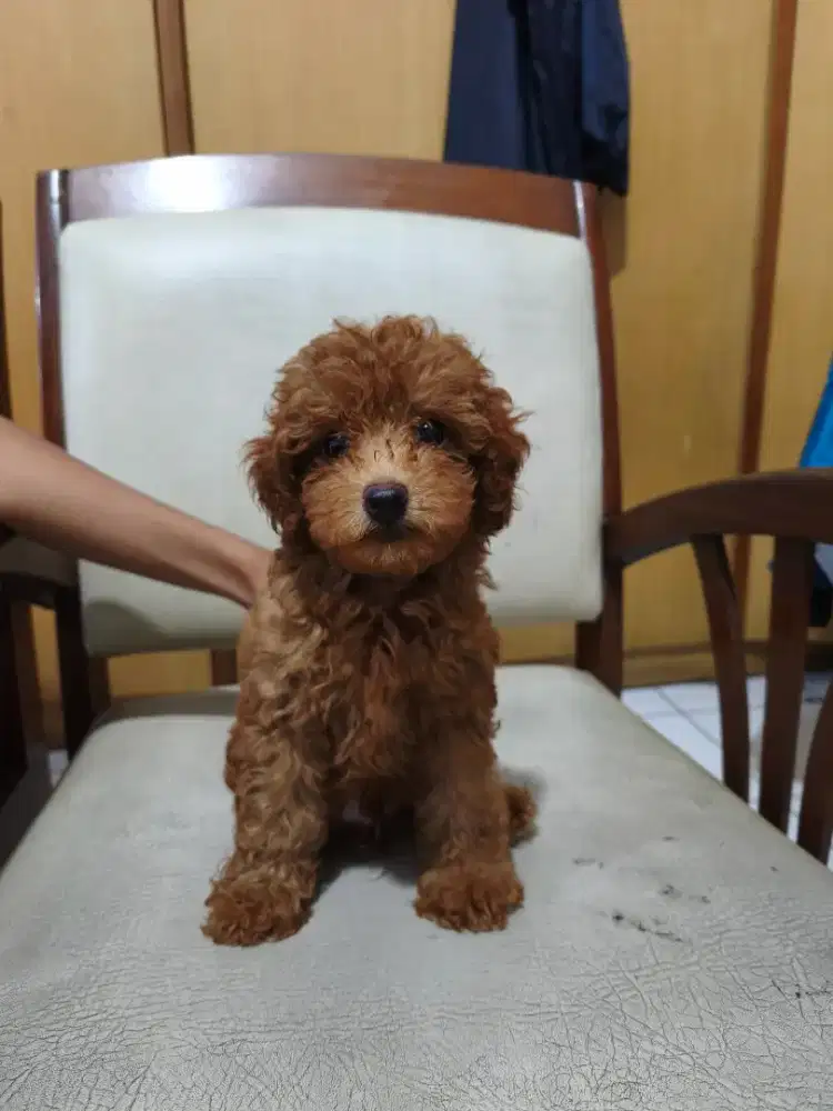 Red toy poodle ( pudel ) jantan 2bulan