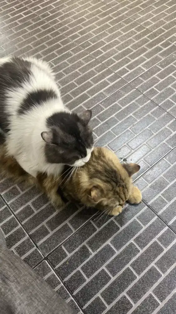 Open jasa pacak kucing persia