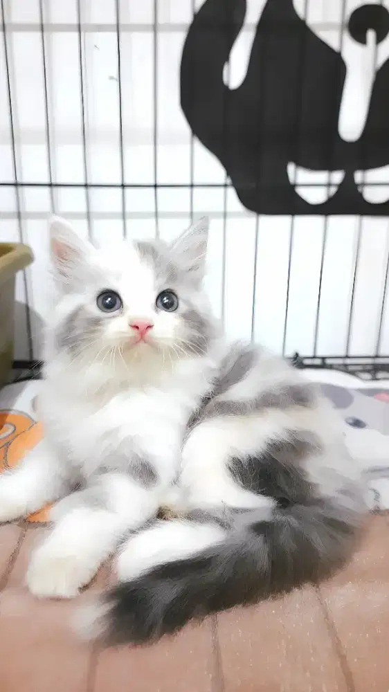 Kucing persia betina