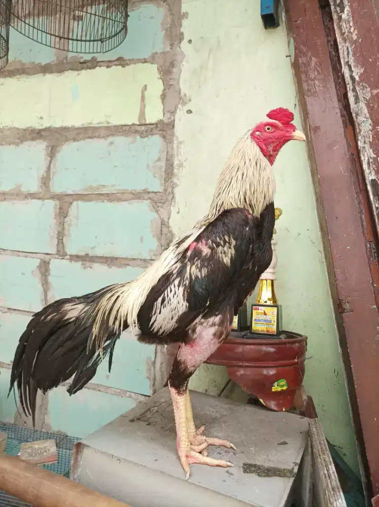 ayam ganteng badan udah oke