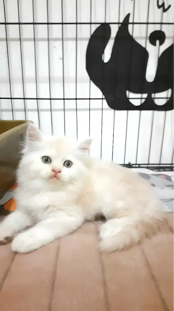 Kucing persia jantan