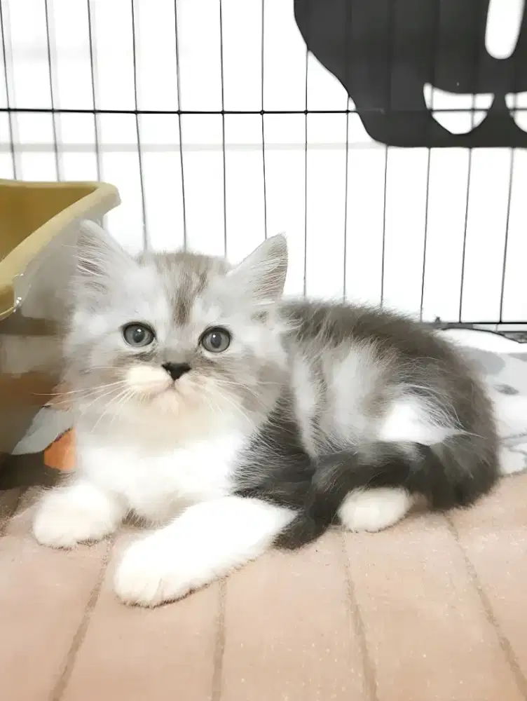 Kucing persia jantan