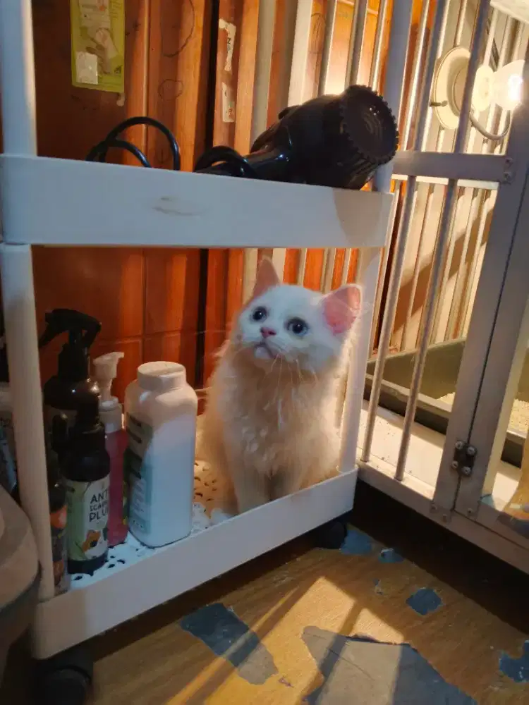 Kucing Persia Flatnose