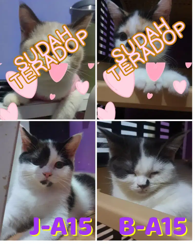 MIXBREED RAGDOLL X BSH BICO BLUE