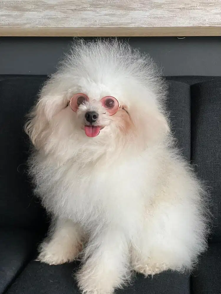 Kennel Boy Urus Anjing Malang