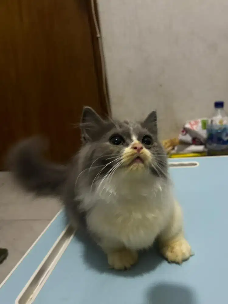 jual kitten BLH munchkin