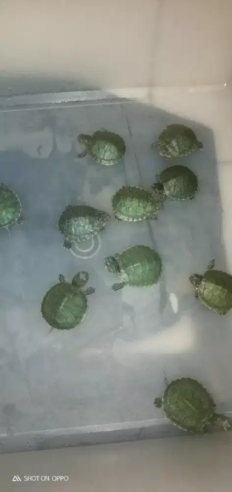 baby kura kura brazil