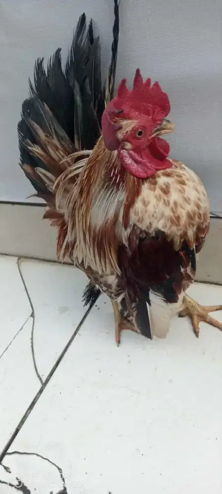 Ayam serama sepasang