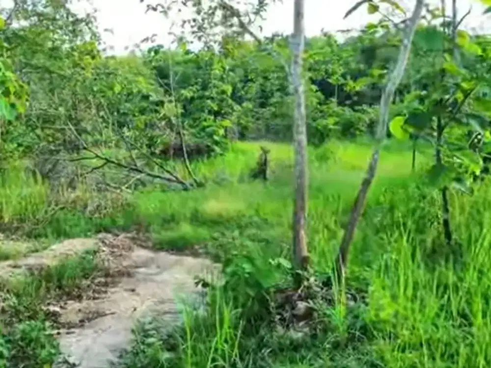 Tanah View Waduk Gajah Mungkur