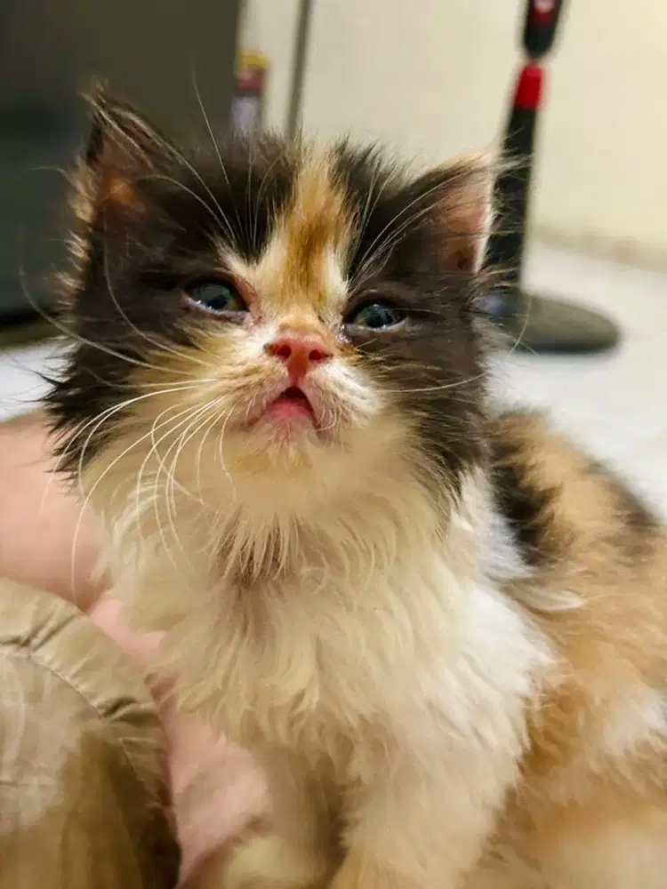 Kucing Persia x Peaknose