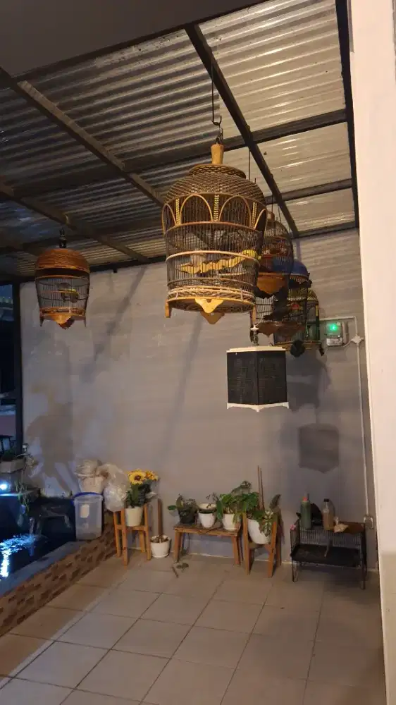 Perkutut bangkok ring