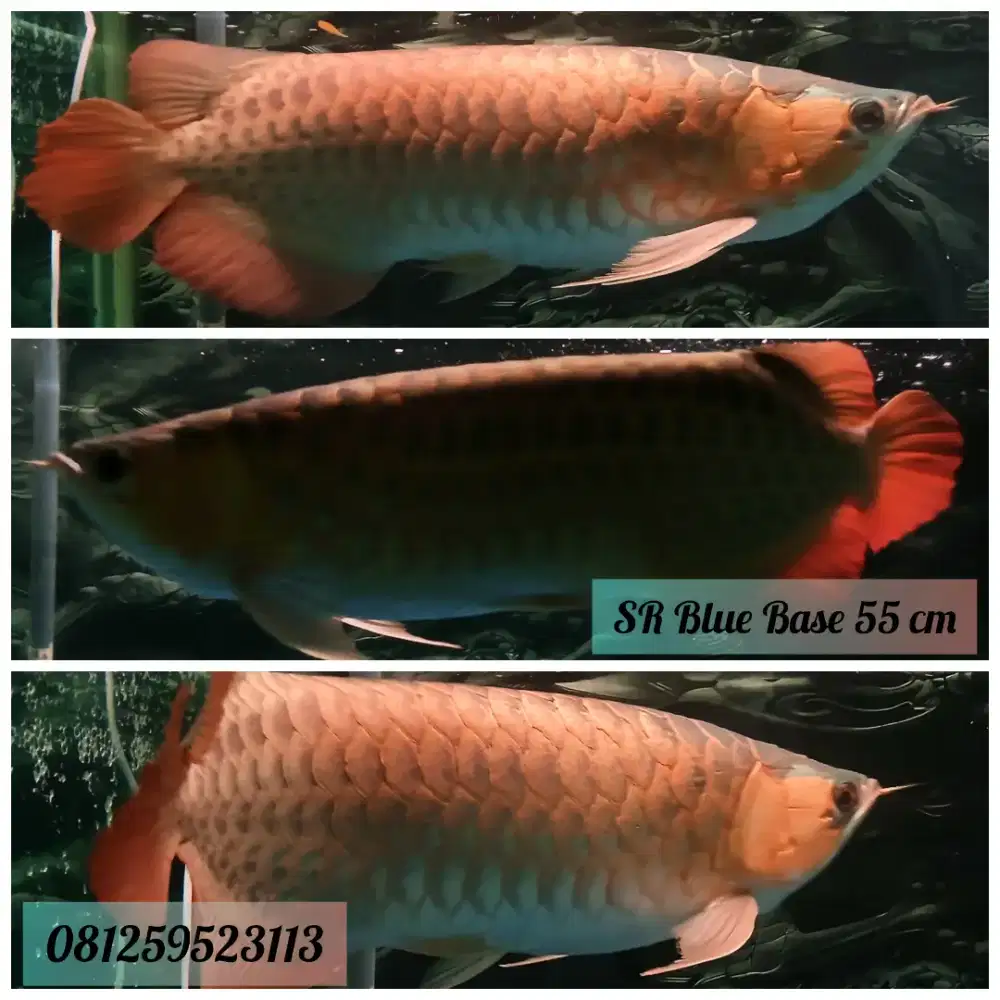 Arwana Super Red Blue Base 55cm Fix Size Banyak Bonus