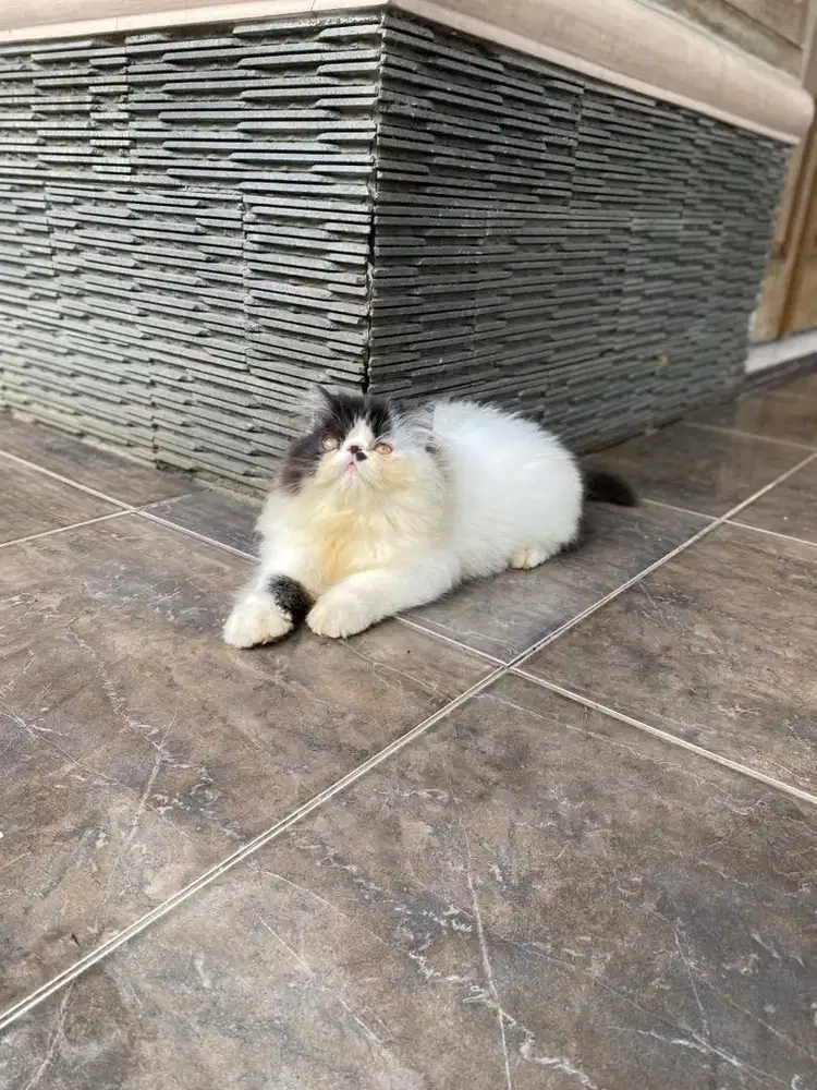 Kucing kitten persia peaknose murah