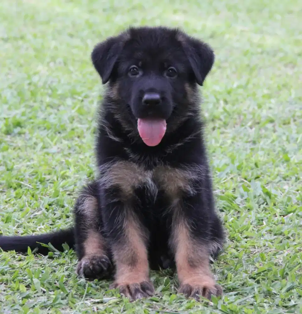 Herder Jantan Betina Stamboom