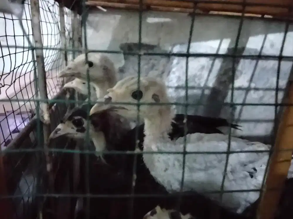 Jual anakan ayam kalkun