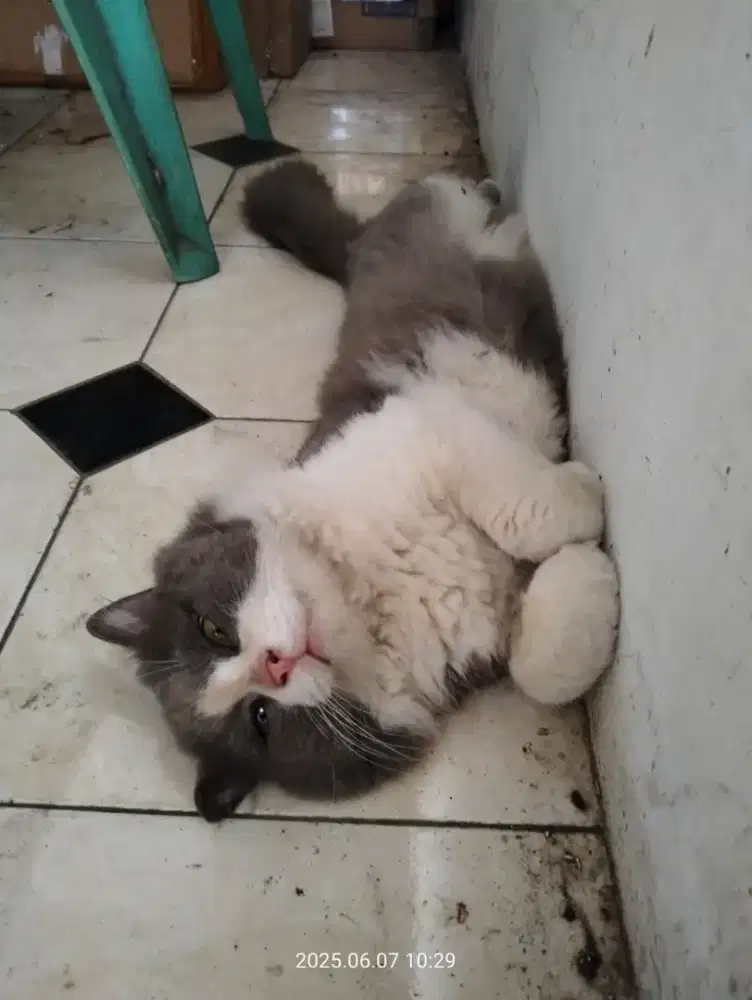 Kucing jantan persia medium cocok untuk peliharaan atau kawin