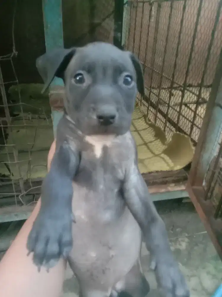 Anakan anjing Pitbull