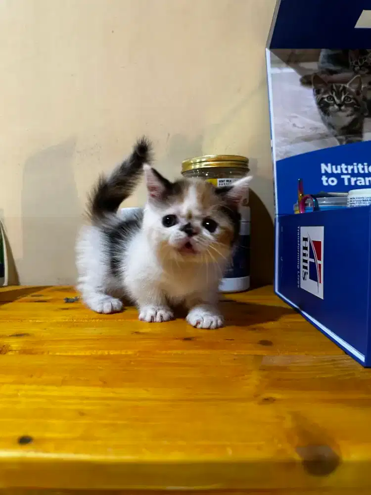 Kitten munchkin betina