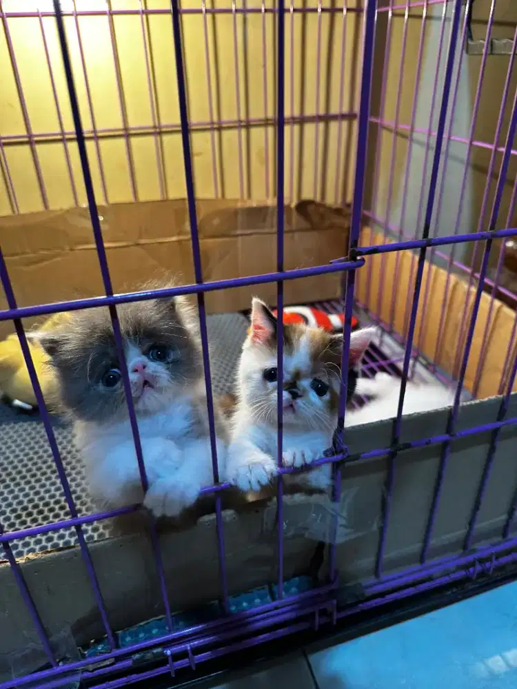 Kitten peaknose persian