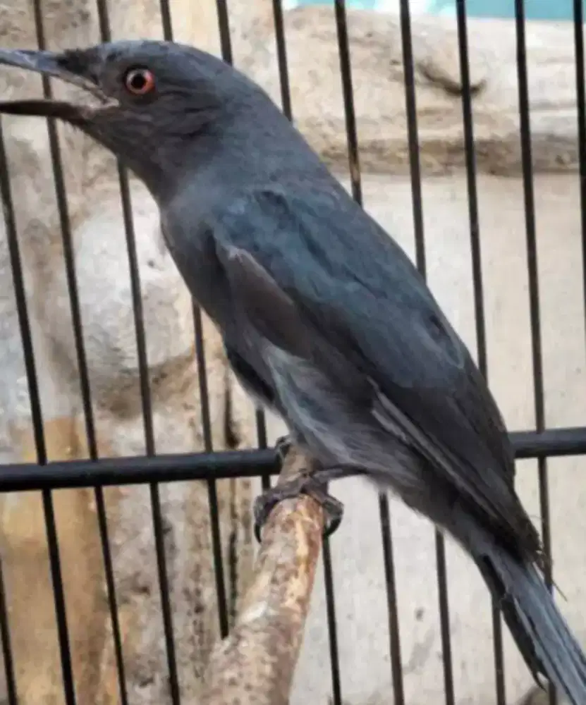 BURUNG SRIGUNTING ABU ABU EX MASTERAN