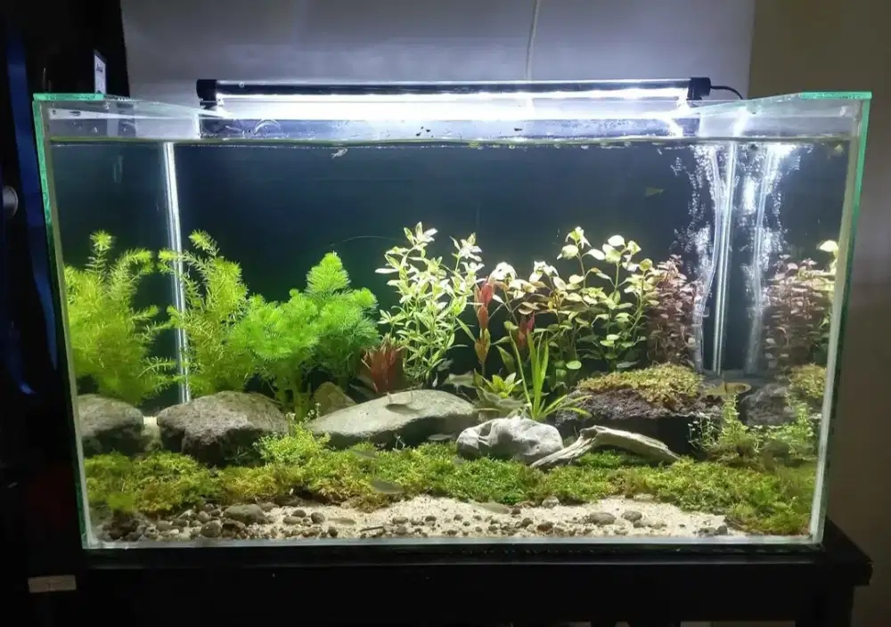 Aquascape Fullset 60x35x35