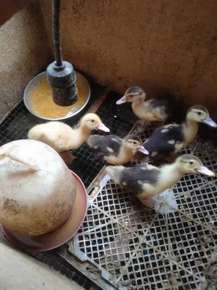 Entok rambon blaster anakan