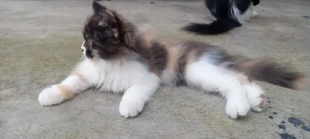 Kitten persimed betina