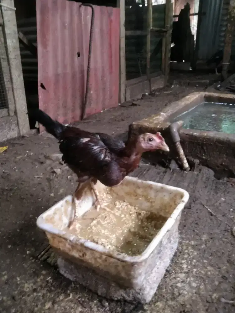 Ayam kampung anakan