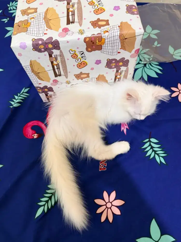 Perisa Betina 3 bulan