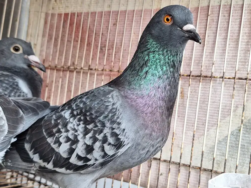 Merpati kolong / tinggian