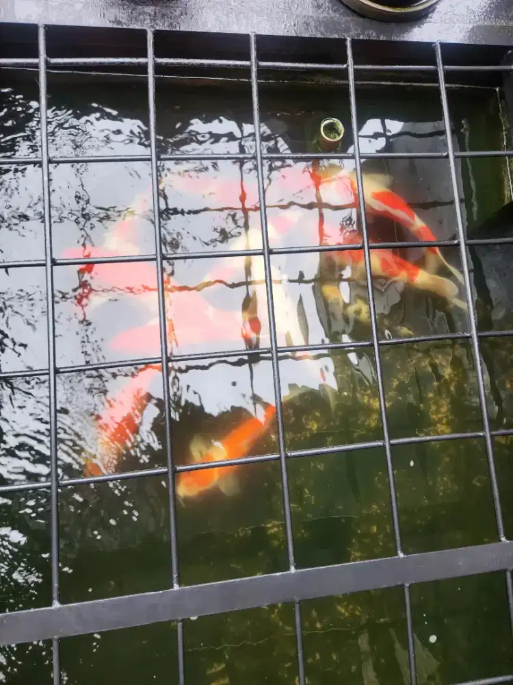 Ikan koi 50 cm jual borongan