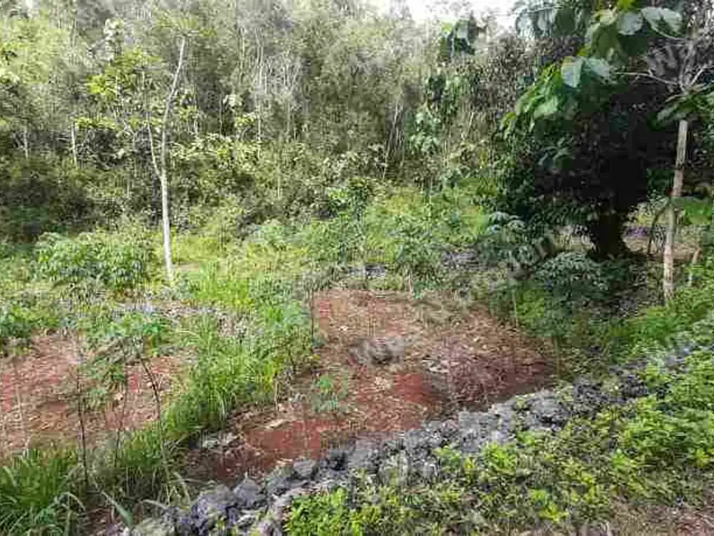 TANAH TEGALAN MURAH DI RONGKOP GUNUNG KIDUL