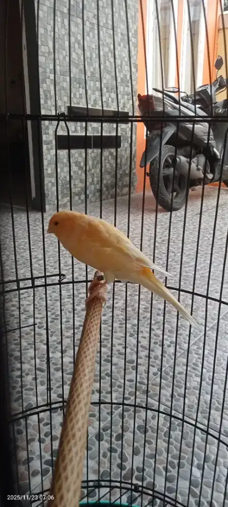 Burung Kenari F1YS x BB angkat gacor