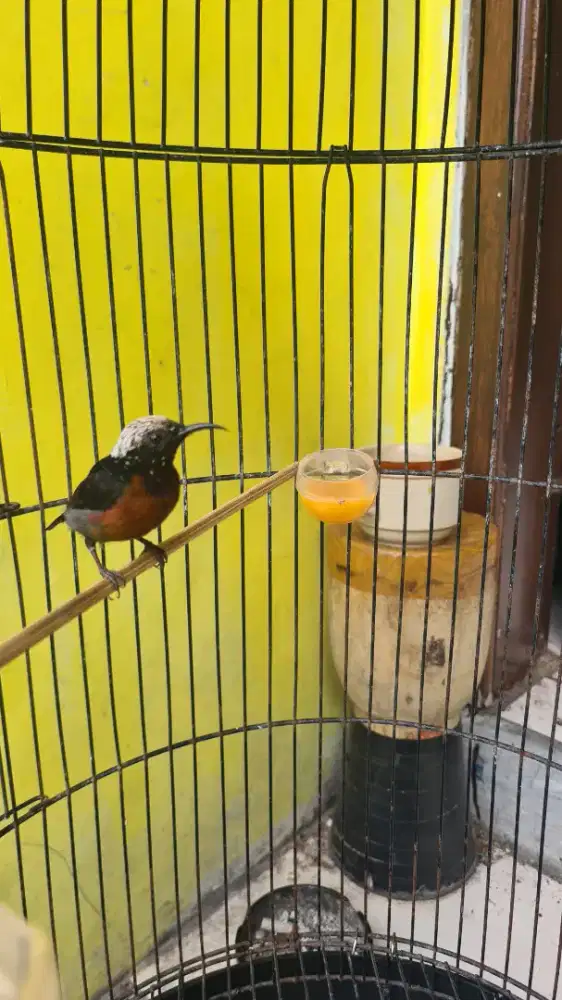 Konin dada coklat gacor nego di tempat