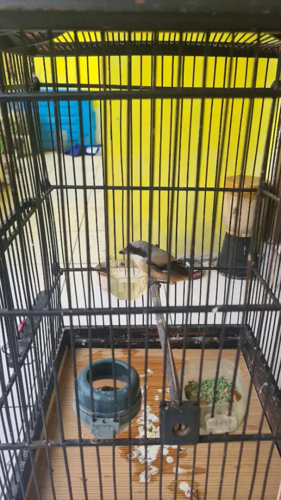 Burung pented TOED dokor nego