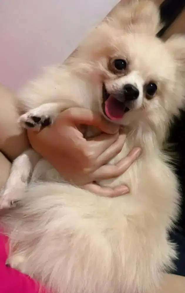 Anjing minipom non stmb