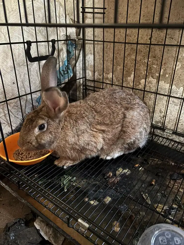 Kelinci Lokal Corak Coklat