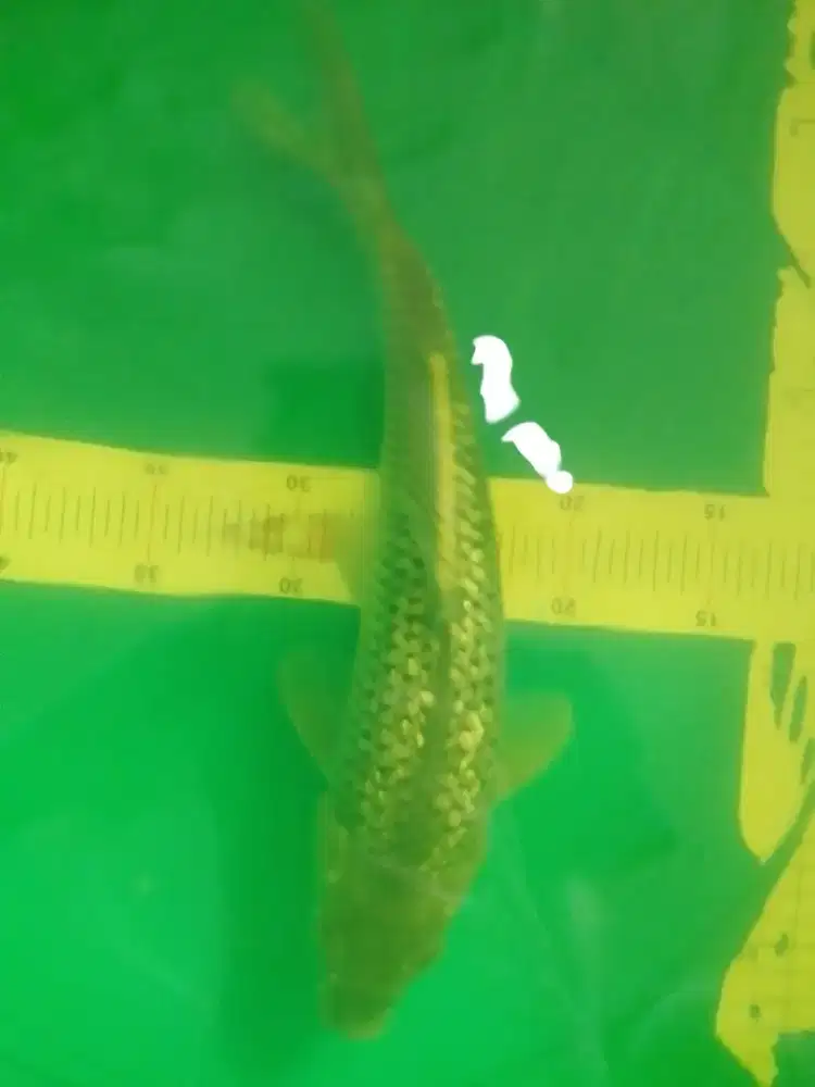Ikan koi jenis Soragoi Ginrin 32cm
