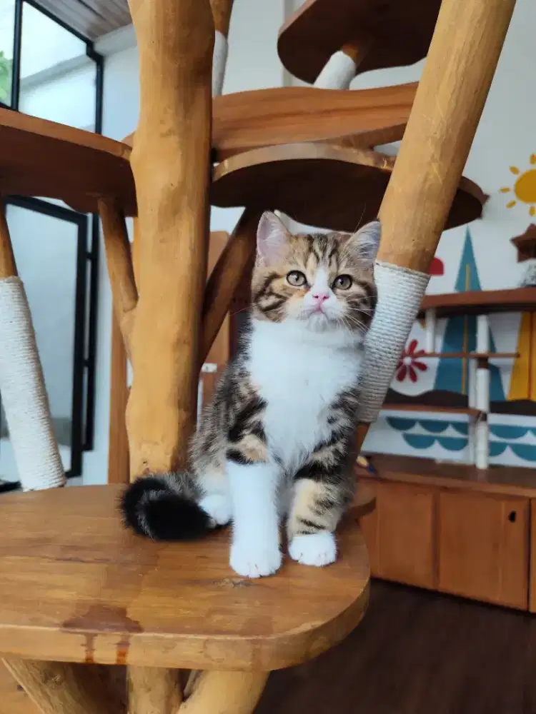 kucing scottish straight  male (ped)