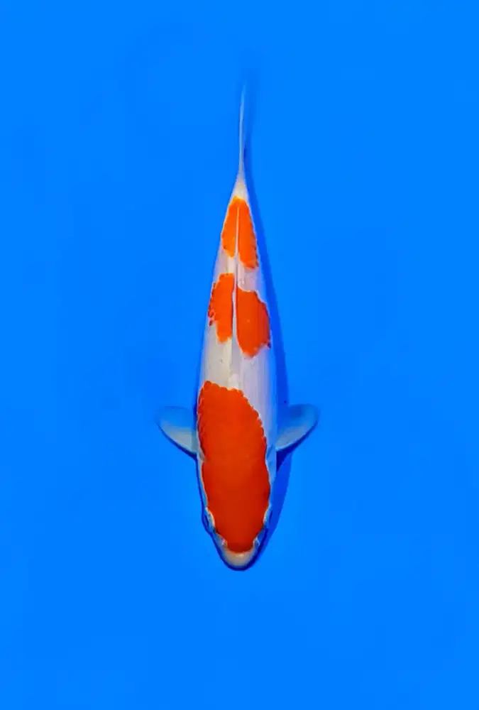 kohaku 15cm merah tebal