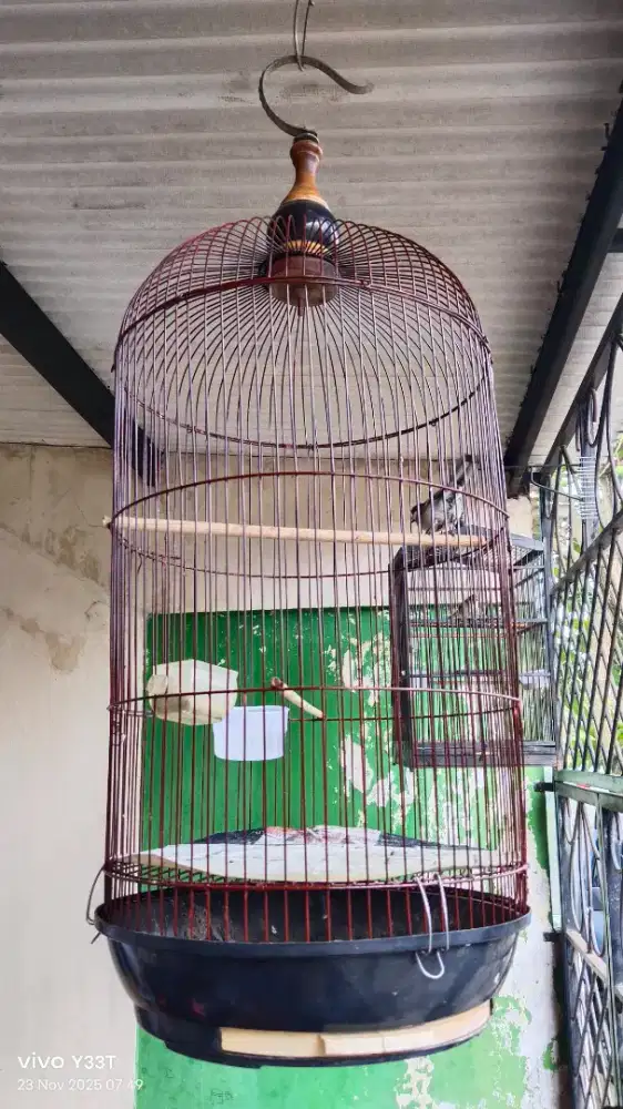 Burung gelatik gacor