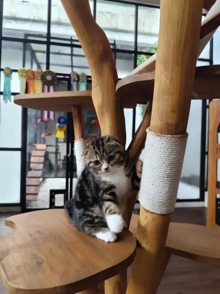 kucing scottish fold male (ped)