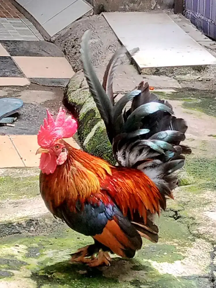 Ayam Kate tema jantan