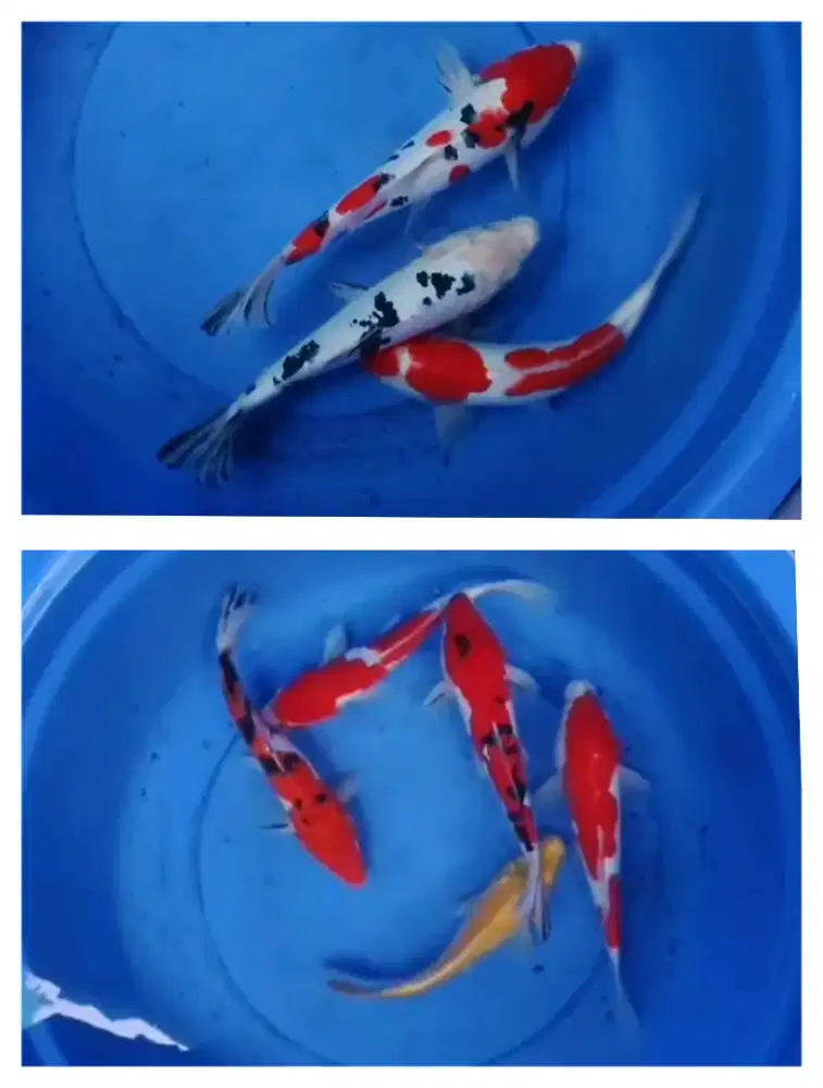 Ikan hias koi kualitas kohaku,sanke,bekko doitsu karashi 30~35~40cm