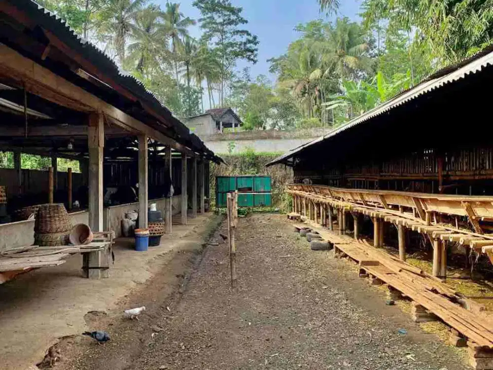 Kandang Peternakan Sapi dan Kambing Aktif di Boyolali