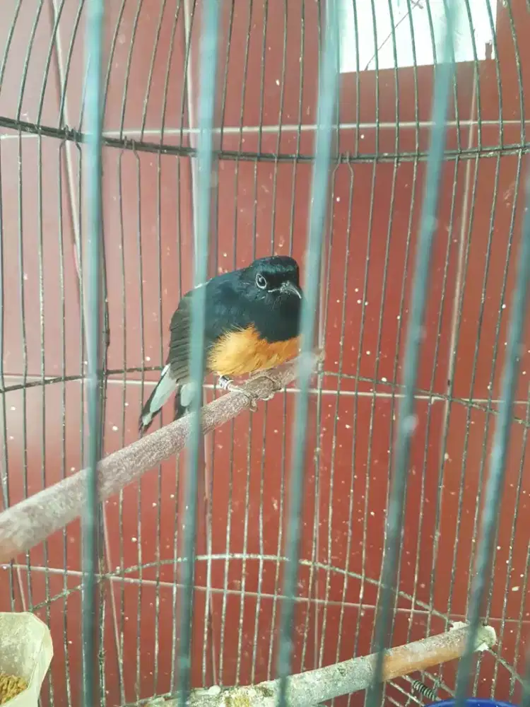 muray bety usia mapan bunyi