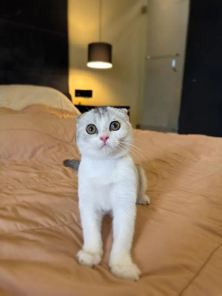 Kucing Scottish Triple Fold Bicolor MALE BSH SF