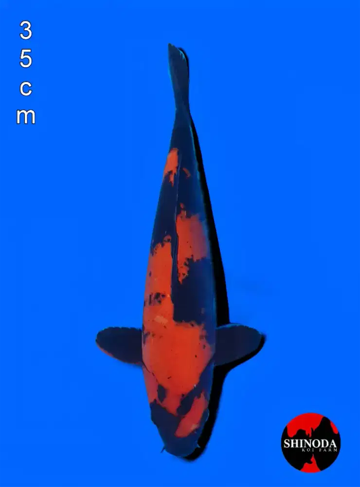 ikan koi shinoda hi utsuri 35cm